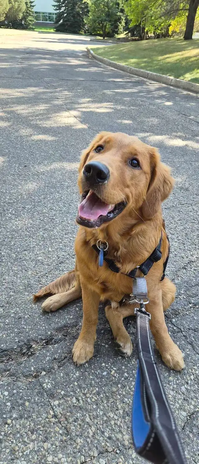 EXPERIENCED DOG BOARDING/DOG DAYCARE/DOG TRAINING