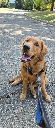 EXPERIENCED DOG BOARDING/DOG DAYCARE/DOG TRAINING