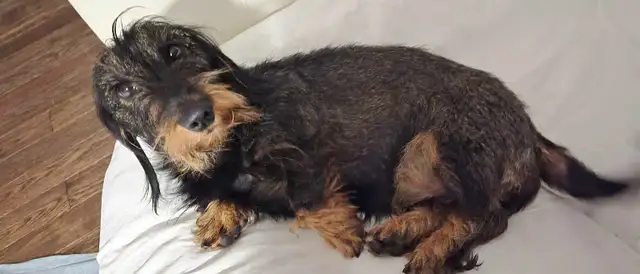 EXPERIENCED DOG BOARDING/DOG DAYCARE/DOG TRAINING - Photo 2