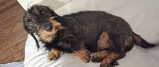 EXPERIENCED DOG BOARDING/DOG DAYCARE/DOG TRAINING - Photo 2