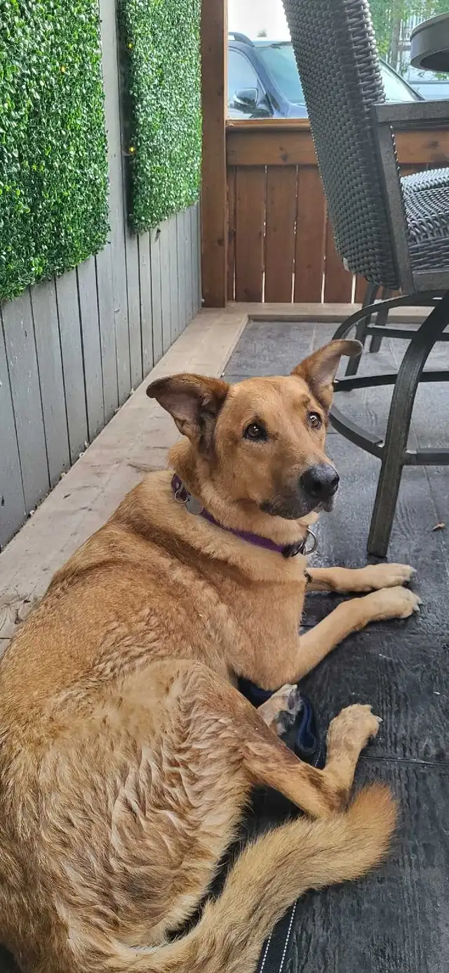 EXPERIENCED DOG BOARDING/DOG DAYCARE/DOG TRAINING - Photo 4