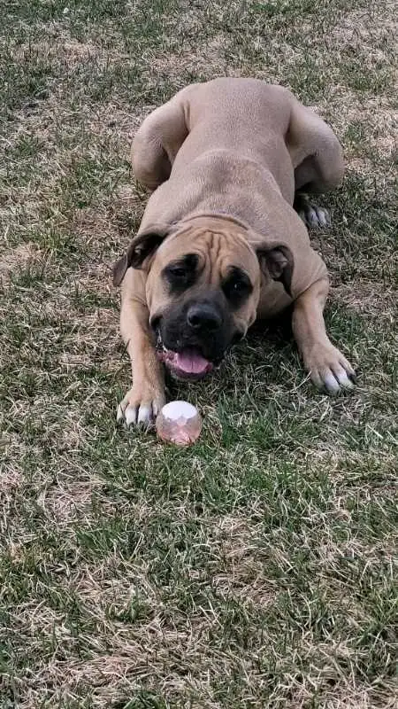 EXPERIENCED DOG BOARDING/DOG DAYCARE/DOG TRAINING - Photo 5