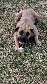 EXPERIENCED DOG BOARDING/DOG DAYCARE/DOG TRAINING - Photo 5