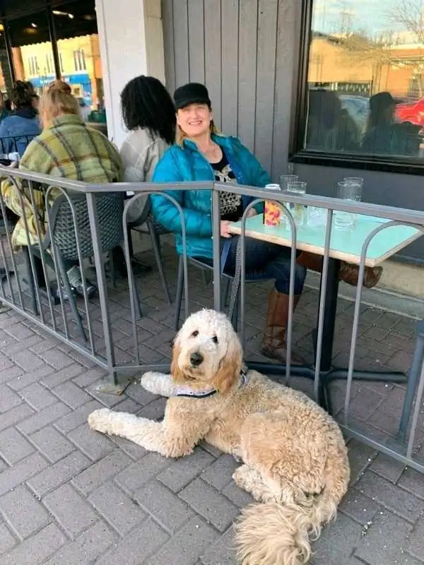 EXPERIENCED DOG BOARDING/DOG DAYCARE/DOG TRAINING - Photo 6