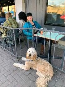 EXPERIENCED DOG BOARDING/DOG DAYCARE/DOG TRAINING - Photo 6