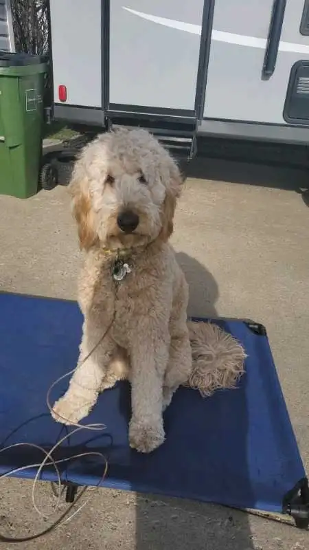 EXPERIENCED DOG BOARDING/DOG DAYCARE/DOG TRAINING - Photo 9