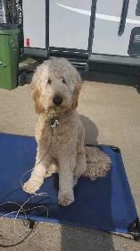 EXPERIENCED DOG BOARDING/DOG DAYCARE/DOG TRAINING - Photo 9