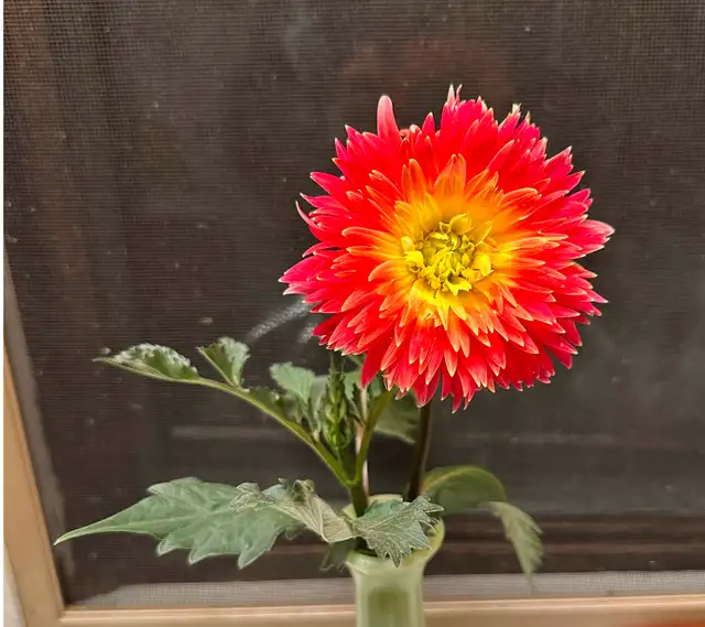Dahlia Plant - Photo 2