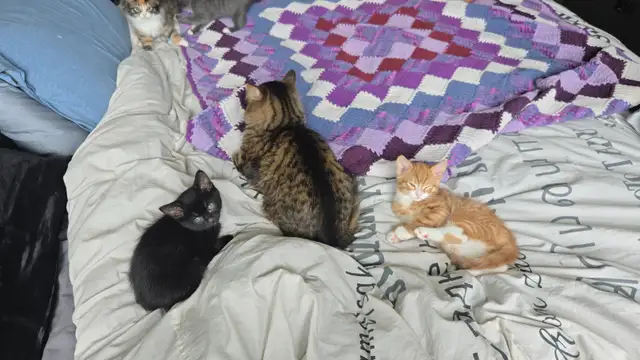 Kittens ready to go to forever home