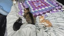 Kittens ready to go to forever home