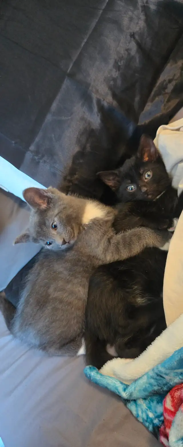 Kittens ready to go to forever home - Photo 2