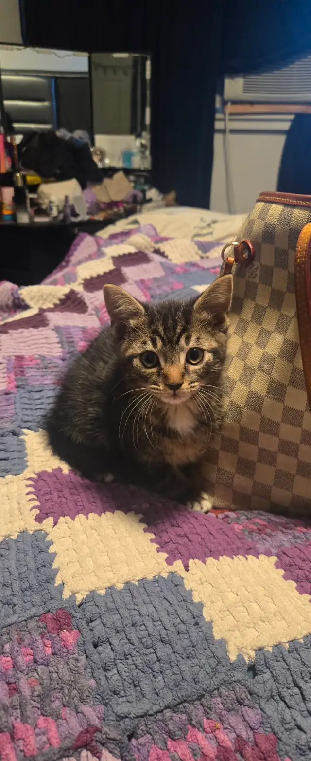 Kittens ready to go to forever home - Photo 3