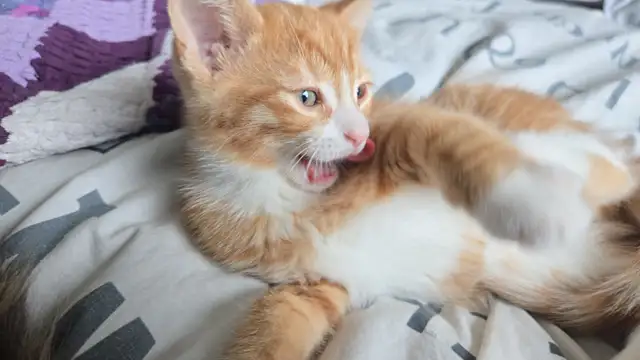 Kittens ready to go to forever home - Photo 4