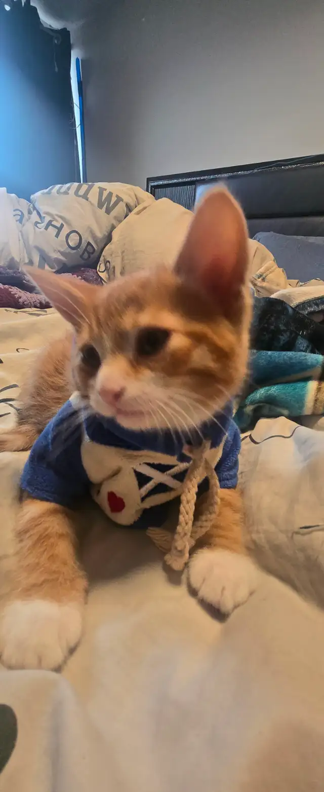 Kittens ready to go to forever home - Photo 6