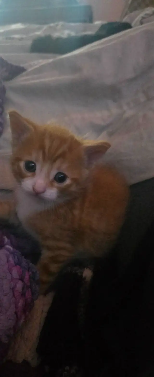 Kittens ready to go to forever home - Photo 7