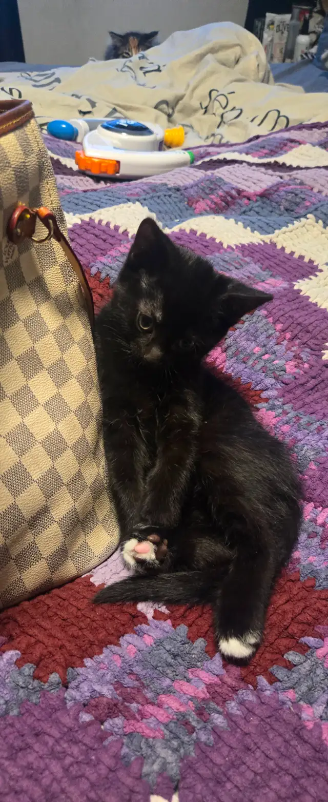 Kittens ready to go to forever home - Photo 8