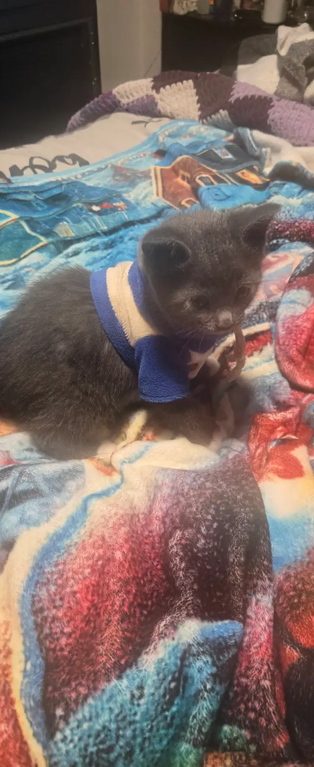 Kittens ready to go to forever home - Photo 9