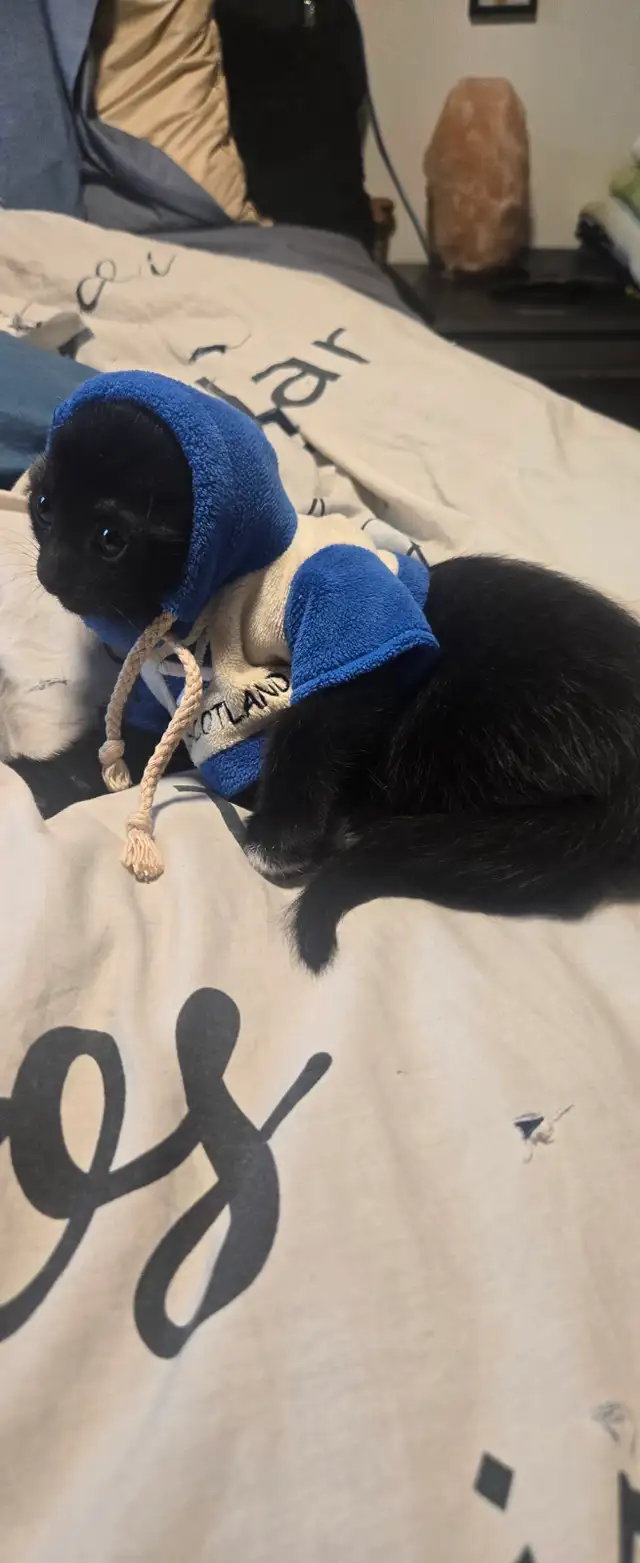 Kittens ready to go to forever home - Photo 10