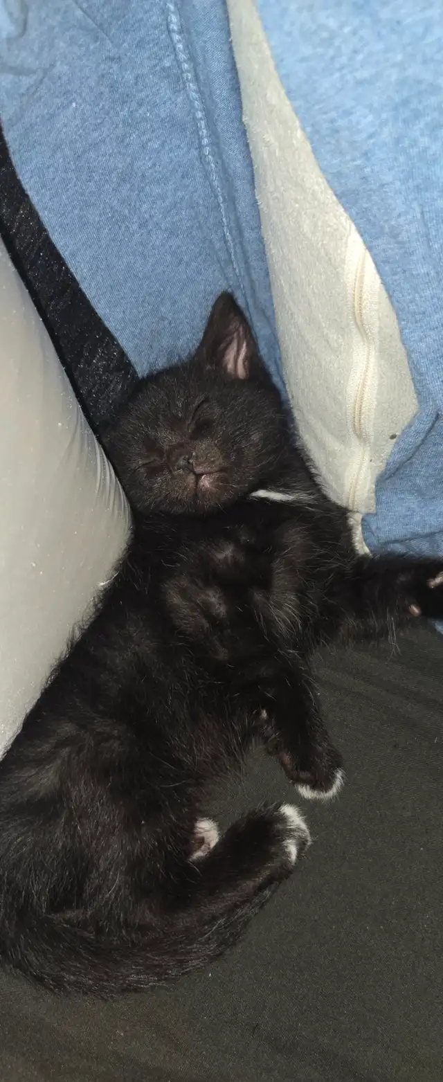 Kittens ready to go to forever home - Photo 11