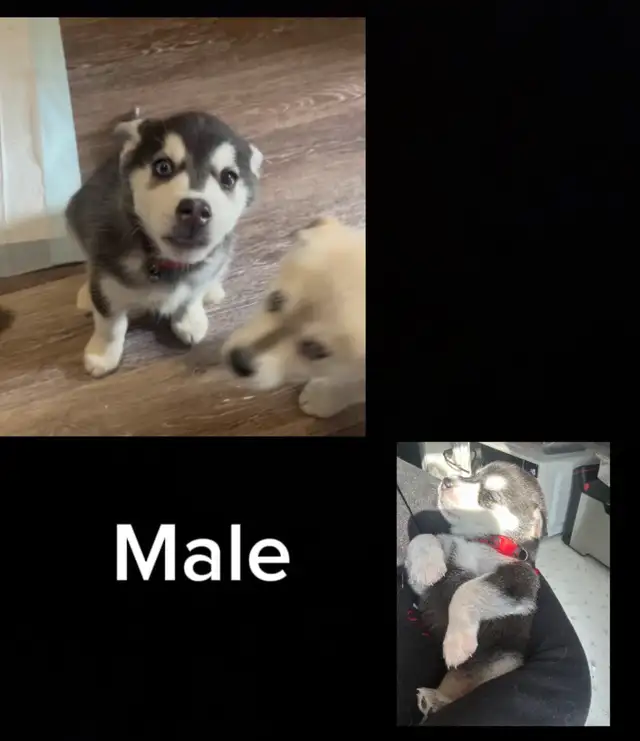 husky mix’s