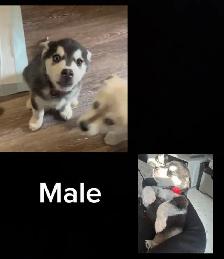husky mix’s