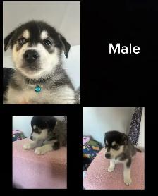 husky mix’s - Photo 2