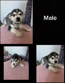 husky mix’s - Photo 3