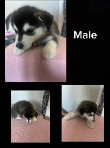 husky mix’s - Photo 4