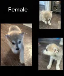 husky mix’s - Photo 5