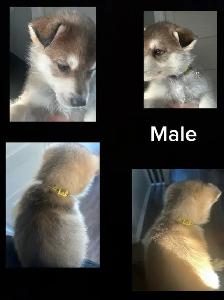 husky mix’s - Photo 6