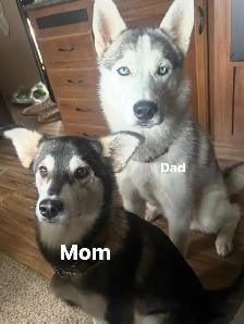 husky mix’s - Photo 7