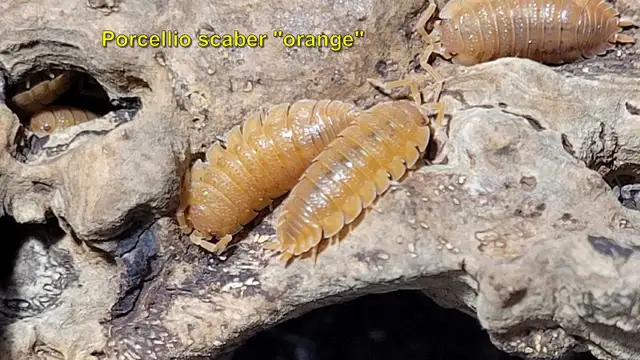 Isopods and Springtails