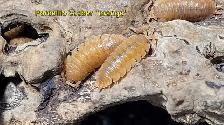Isopods and Springtails