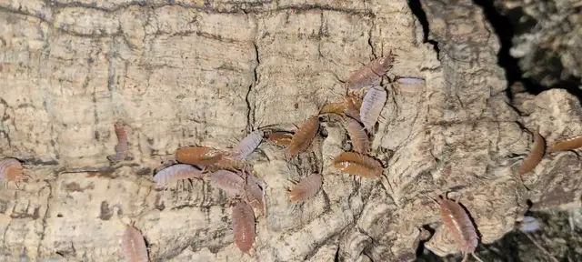 Isopods and Springtails - Photo 8