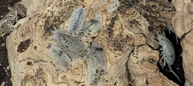 Isopods and Springtails - Photo 9