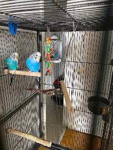Healthy Bonded Pair of Male Budgies with Full Setup!