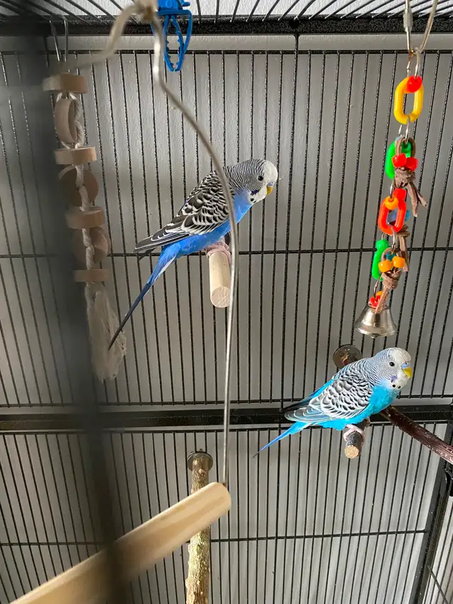 Healthy Bonded Pair of Male Budgies with Full Setup! - Photo 2