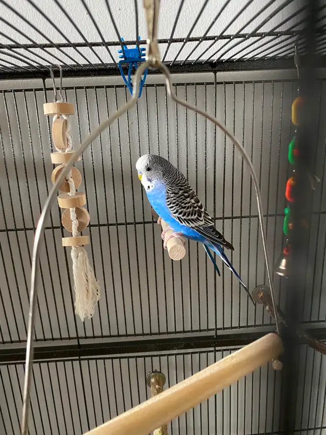 Healthy Bonded Pair of Male Budgies with Full Setup! - Photo 4