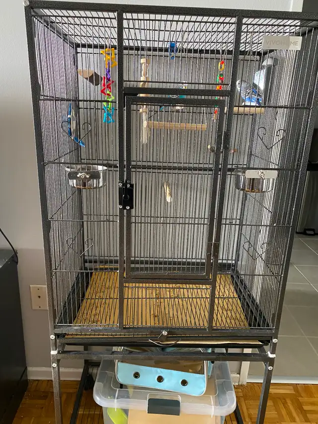 Healthy Bonded Pair of Male Budgies with Full Setup! - Photo 5