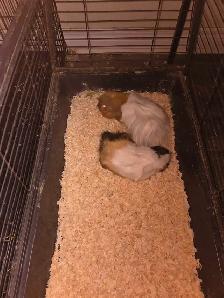 Guinea Pigs
