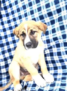 puppies looking for their furever homes - Photo 2