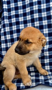 puppies looking for their furever homes - Photo 3