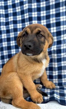 puppies looking for their furever homes - Photo 4