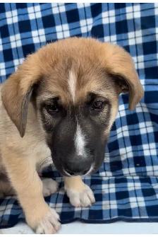 puppies looking for their furever homes - Photo 5