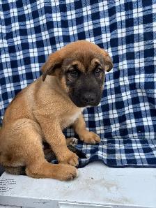 puppies looking for their furever homes - Photo 6