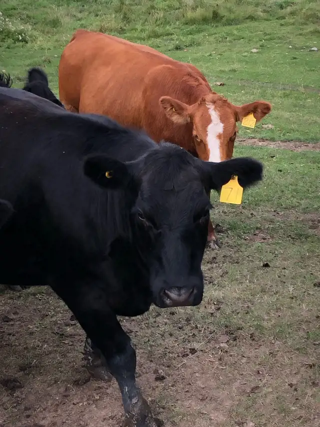 Pasture and hay land wanted