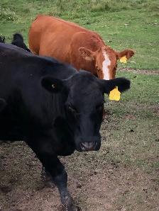 Pasture and hay land wanted