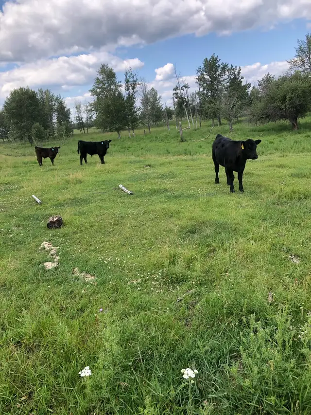 Pasture and hay land wanted - Photo 2