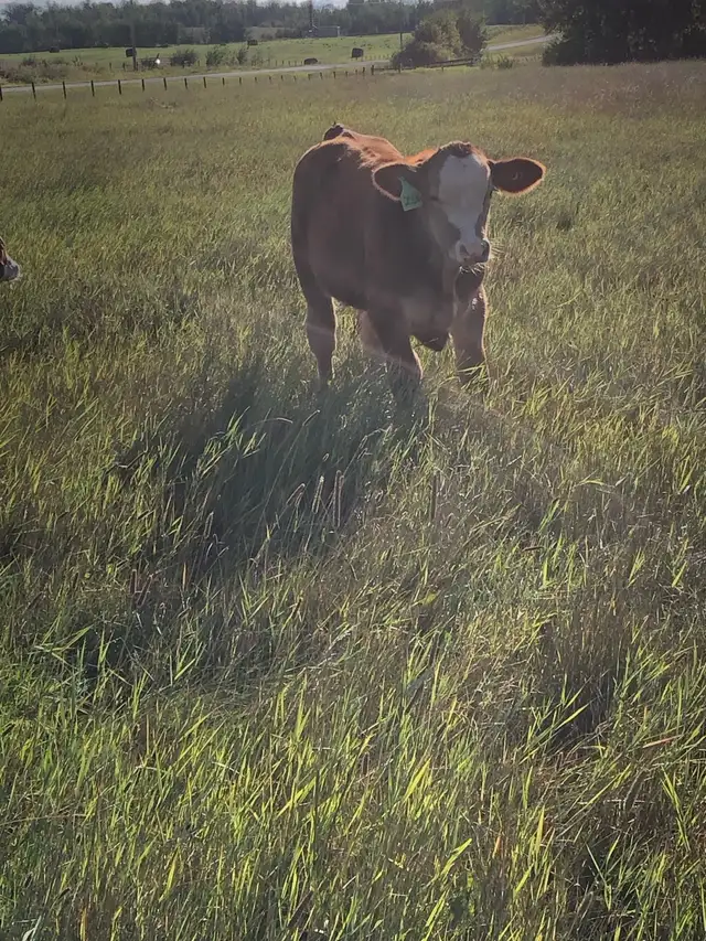 Pasture and hay land wanted - Photo 3