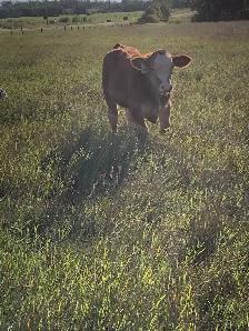 Pasture and hay land wanted - Photo 3